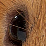 kaos wajah hewan marmot